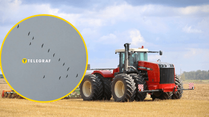 Птицы в поле