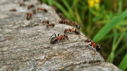 Коллективное движение: ученые объяснили муравьиные пробки
