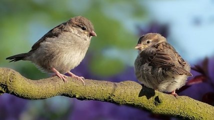 У певчих птиц нашли хромосому, которая обладает рядом преимуществ