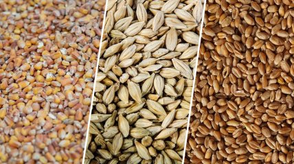 Від України та росії дуже залежить світовий експорт пшениці та кукурудзи