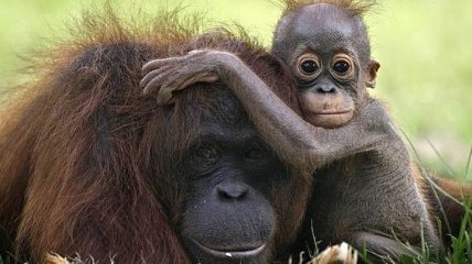 Самые трогательные материнские снимки из мира животных (Фото) 