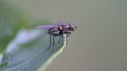 Узнайте, как избавиться от мух в доме
