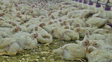 Украина ограничила ввоз продукции птицеводства из Китая