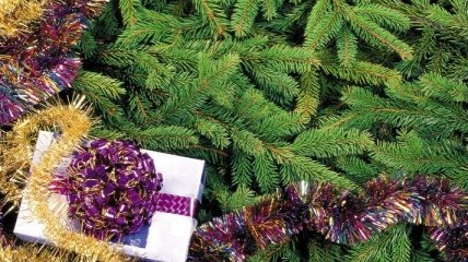 В Житомире новогодние елки перерабатывают на топливо для котельных