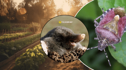 Вредители на огороде