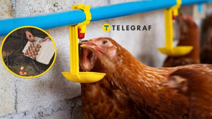 Курица пьет воду из поилки