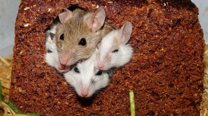 Миші більше не з’являться на вашій дачі взимку