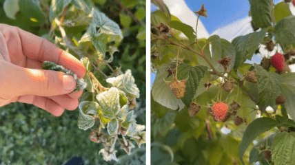 Є кілька способів врятувати малину від заморозків