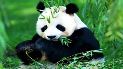 Ученые выяснили подробности бамбуковой диеты для панд
