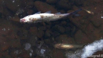 Из-за жары в Днепре массово гибнет рыба
