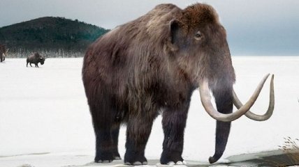 Ученые установили причину вымирания последних мамонтов Земли