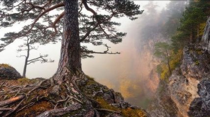 Обнаружено старейшее дерево Европы