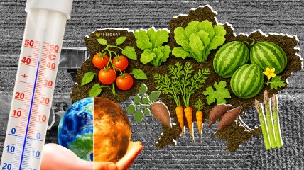 Арбузы из центра не дотягивают до херсонских, а лук на западе страдает от влажности. Фото Коллаж "Телеграфа"