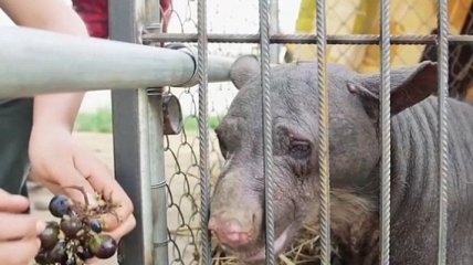 В Южной Америке спасли покалеченную в цирке медведицу (Видео)