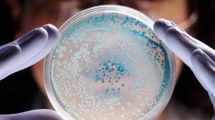Ученые нашли самую древнюю в мире бактерию 