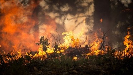 В Украине обьявлен самый высокий уровень пожарной опасности