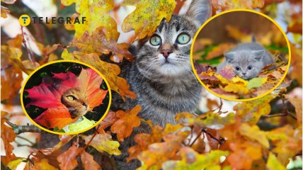 Котики в осінньому листі