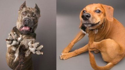 Харизматичные собаки, которые словно хотят нам что-то сказать (Фото)