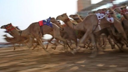 Такого вы еще не видели: верблюжьи гонки (Фото)