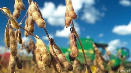 Украинские аграрии меняют кукурузу и подсолнечник на сою