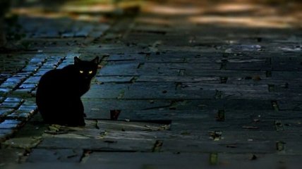 Сегодня итальянцы отмечают День черных кошек