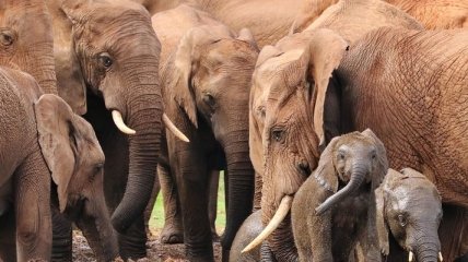В Ботсване ушли с молотка разрешения на отстрел слонов 