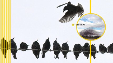 Мурмурація шпаків