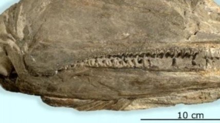 Палеонтологи обнаружили останки огромной рыбы-суперхищника