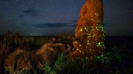 Самые яркие снимки природы на конкурсе Wildlife Photographer of the Year (Фото)