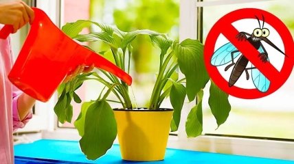 Рослини можуть бути добрим способом боротьби з комарами