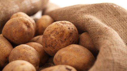 Картопля – обов’язкова городня культура