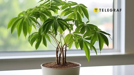 Денежное дерево – это символ финансового успеха и стабильности