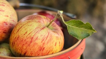 Еще одна причина полюбить яблоки: фрукт способен продлить Вашу молодость