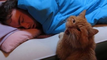 Милые и забавные коты-будильники взорвали Интернет (Видео)