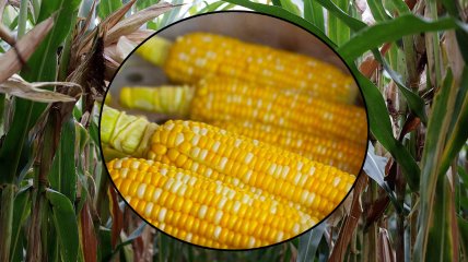 Як садити кукурудзу через розсаду