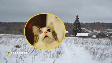 Село, здивований кіт