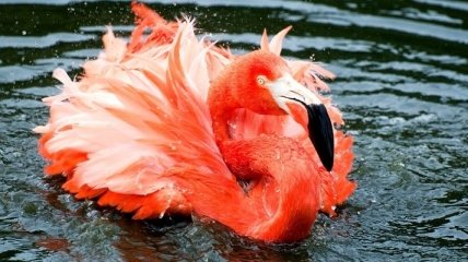 Киевскому зоопарку подсунули розовых фламинго вместо красных 