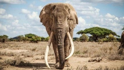 В Кении умер знаменитый слон Тим с самыми крупными бивнями