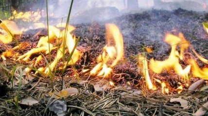 В Киевской области сохранится наивысший уровень пожароопасности