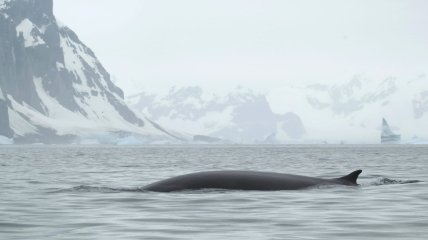 Фото кита фінвала