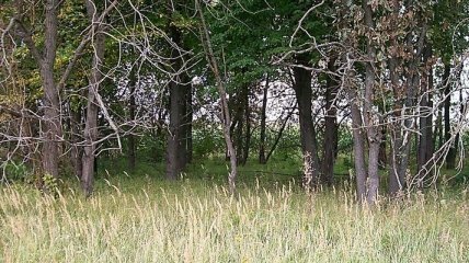 В Донецкой области в лесополосе нашли тело мужчины