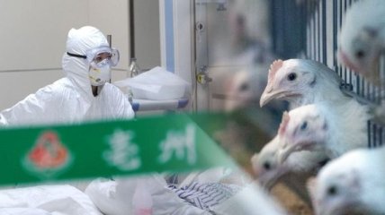 В Китае первый случай в мире заражения человека птичьим гриппом H10N3