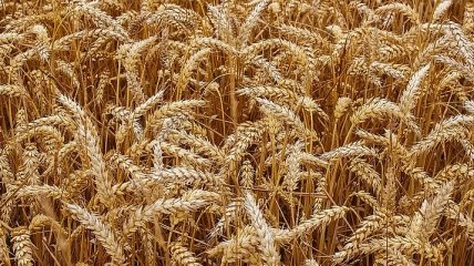 Экспорт зерновых: Украина близится к 50 млн тонн