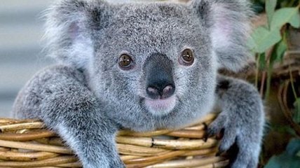 Ученые рассказали, зачем коалам отпечатки пальцев