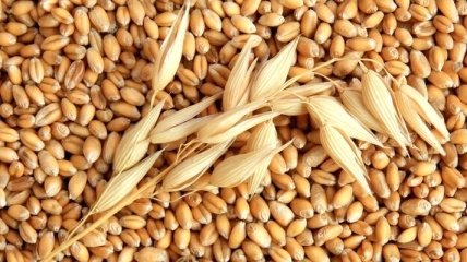 Запасы зерна в Аграрном фонде Украины превышают 1,9 млн тонн
