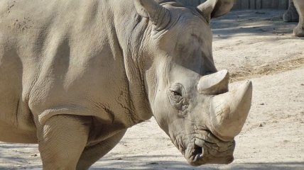 Большой шаг вперед: созданы эмбрионы для спасения северных белых носорогов