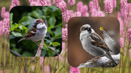 Колаж "Телеграфу"