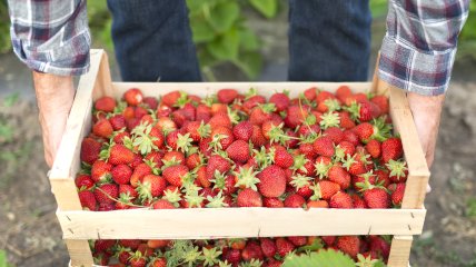 Цей розчин підвищить урожайність полуниці у 5 разів