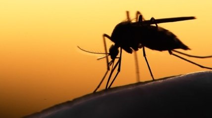 Специалист рассказал, каких запахов боятся комары и как их отогнать