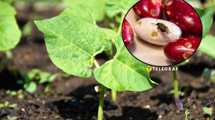 Квасоля часто страждає від жуків та інших шкідників